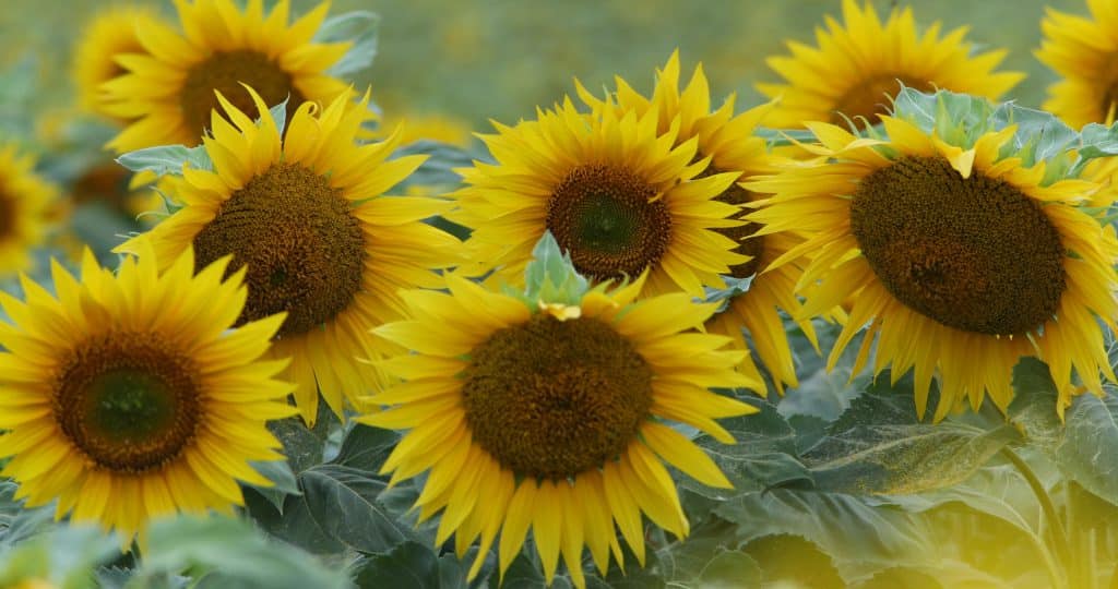 tournesols