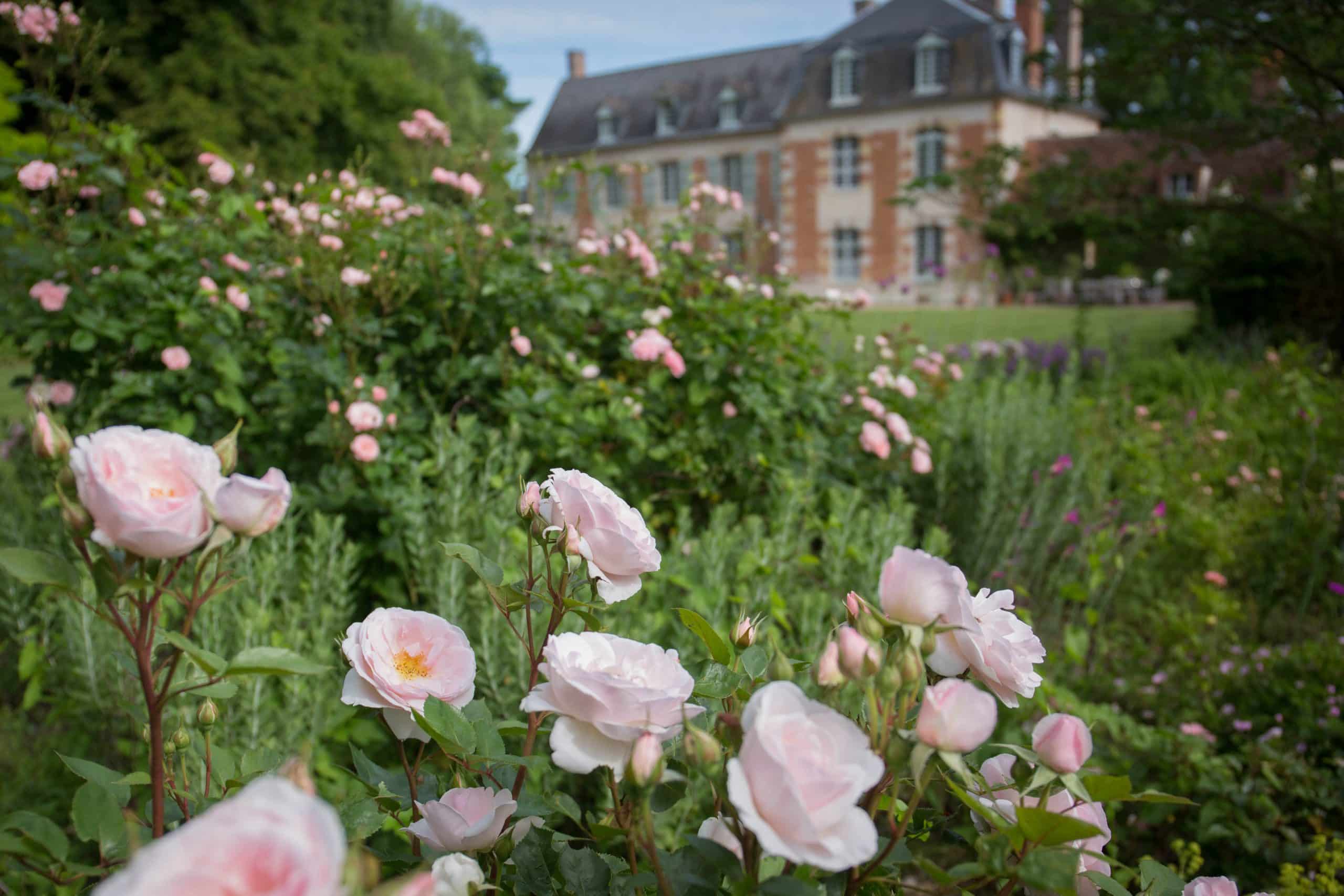 roses à la javelière