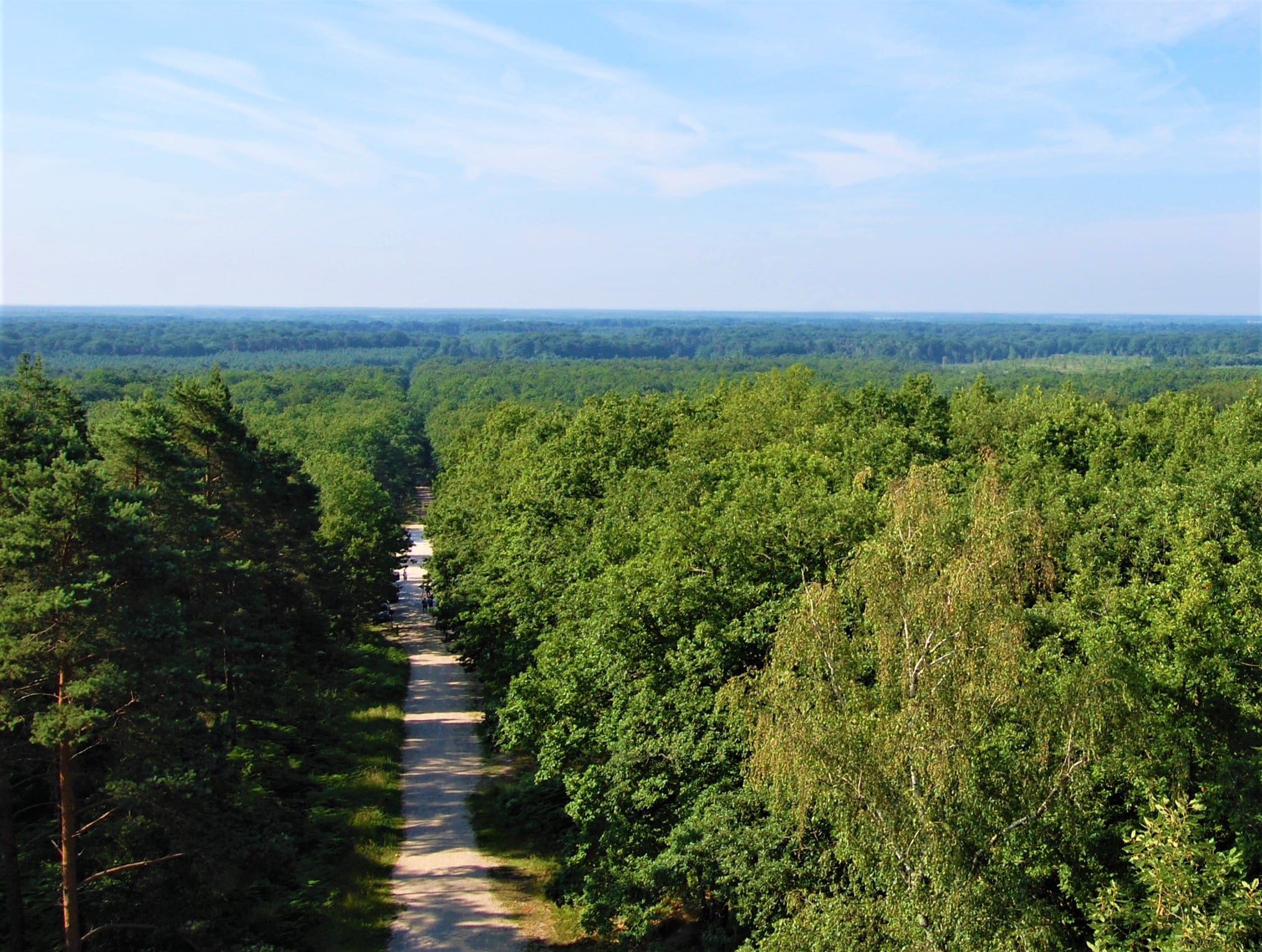 foret d'orléans