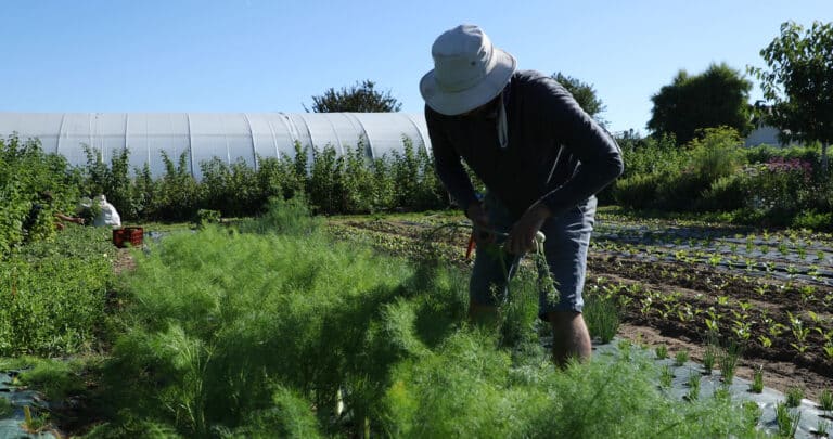 producteur de légume