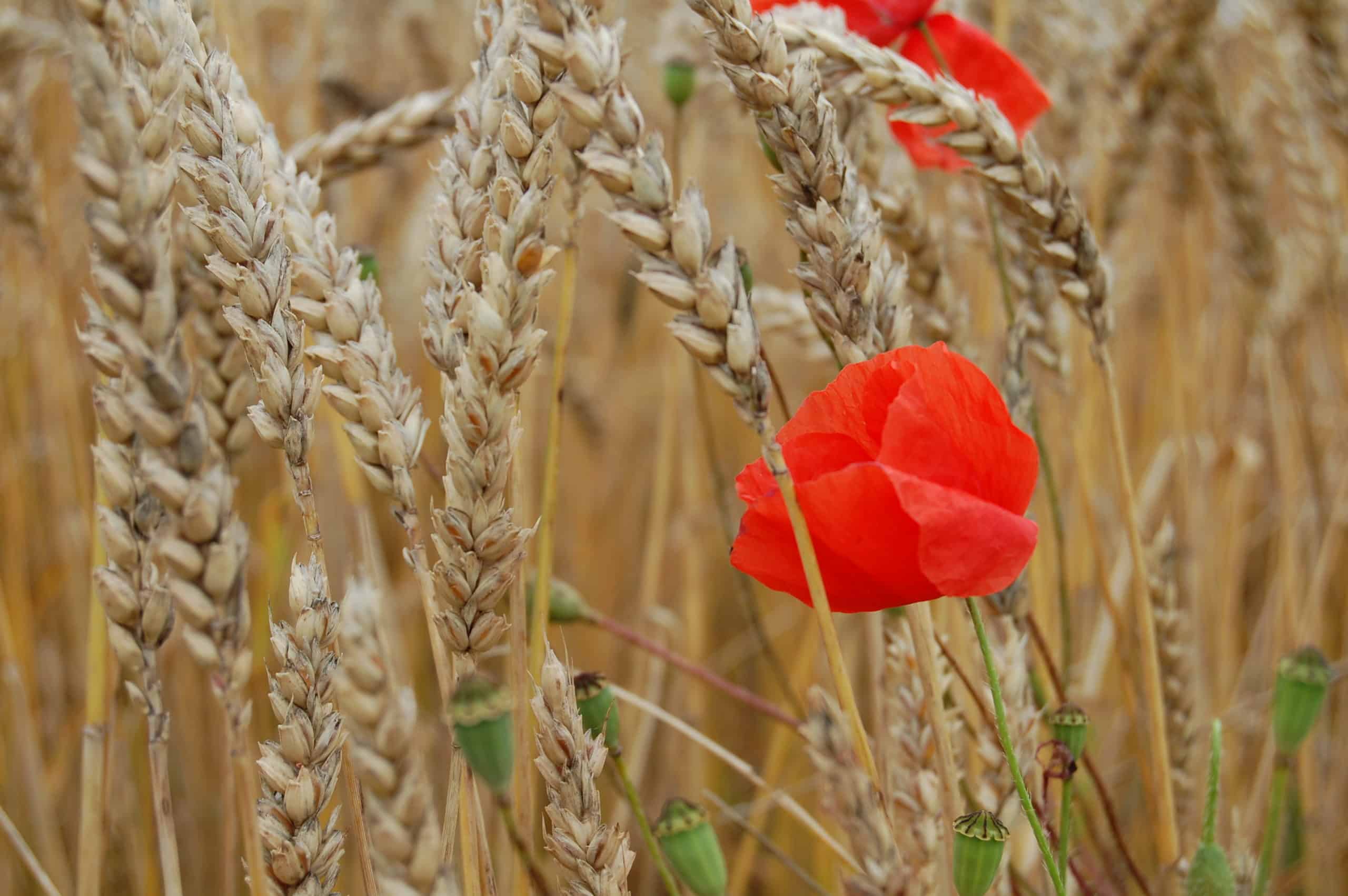 champs de blé