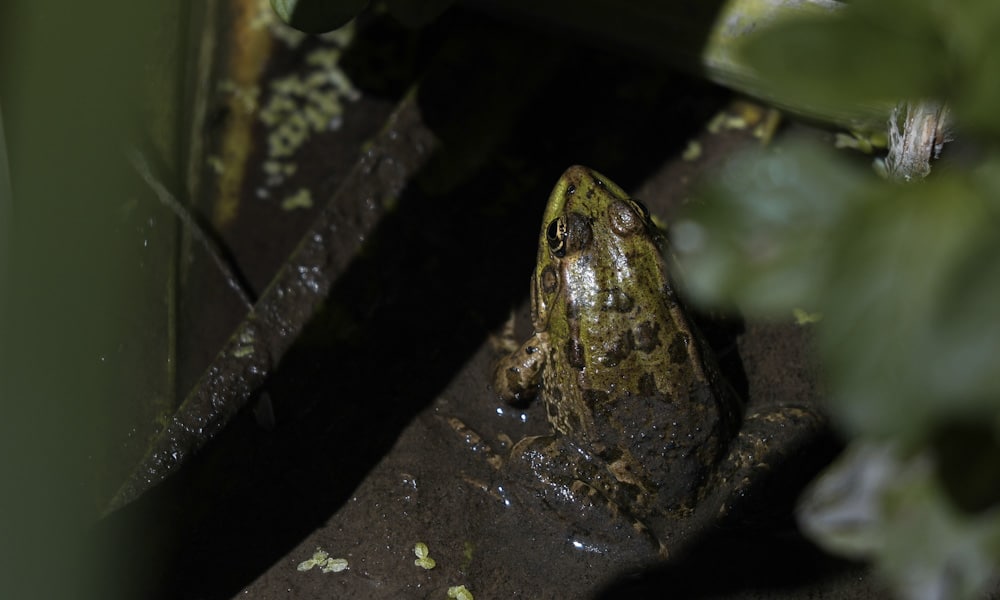 grenouille