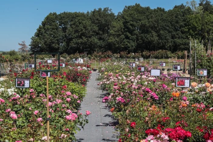 La pépinière Roses Anciennes André Eve