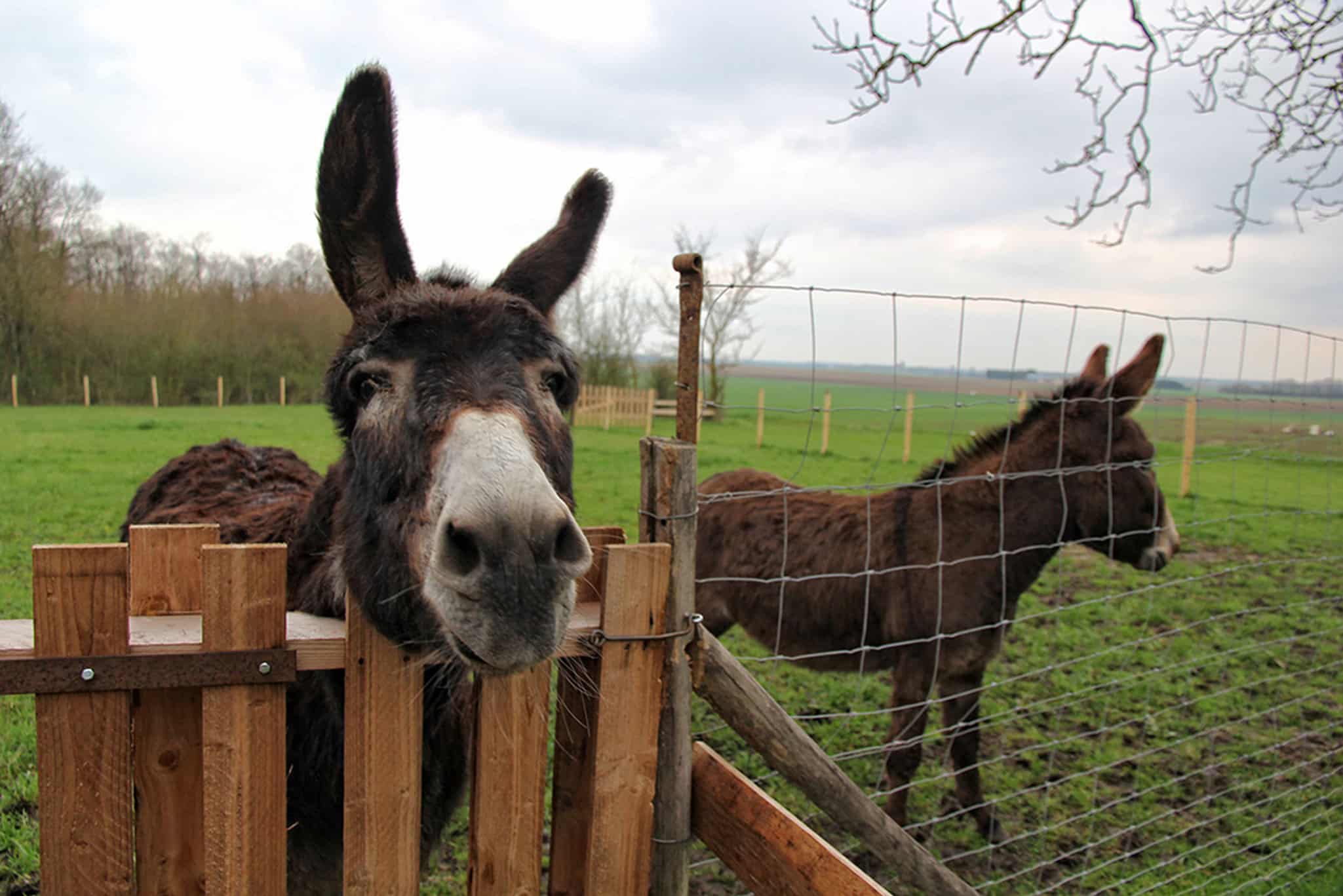 La ferme des Queudanes1