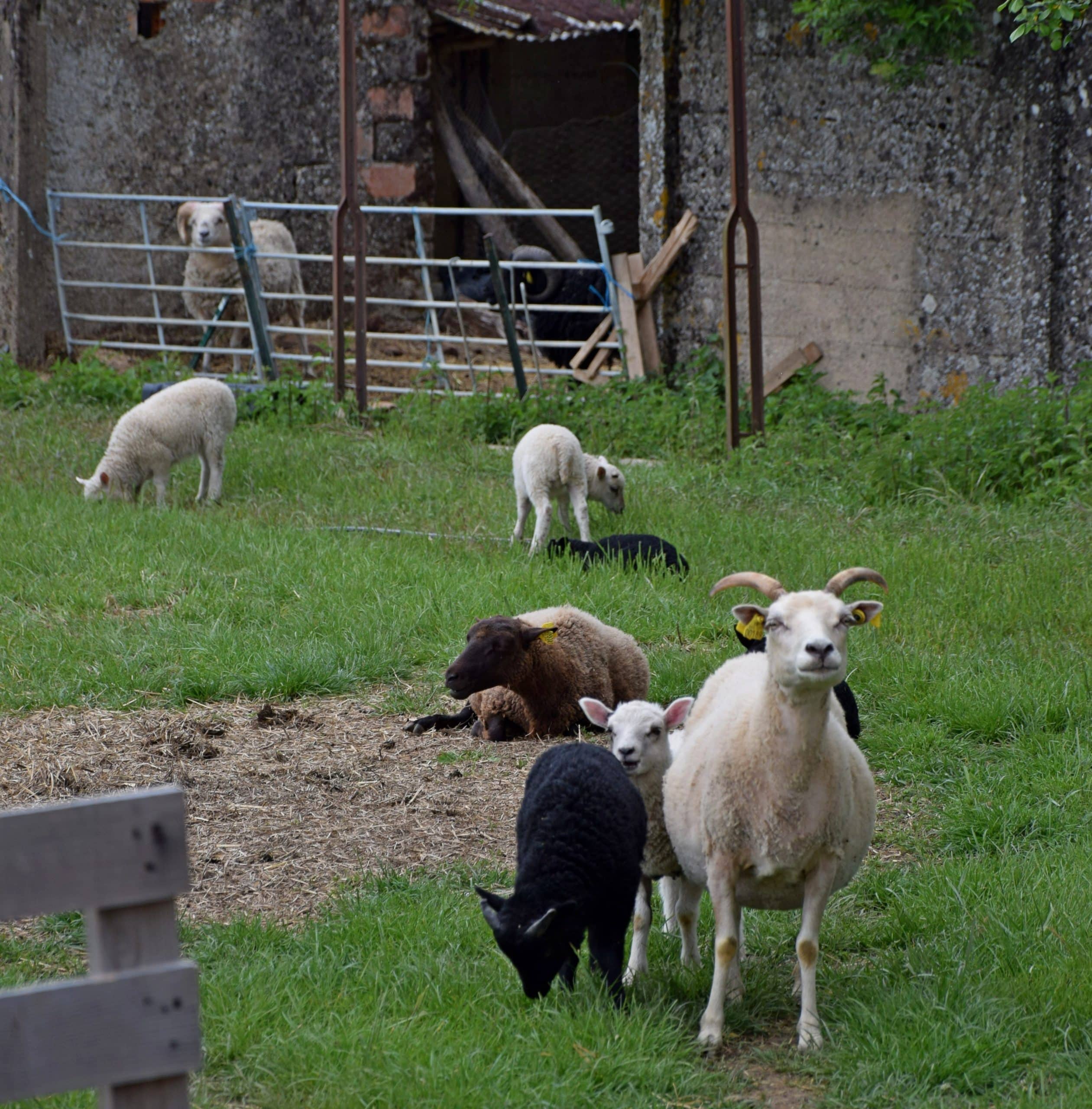 Ferme Ptits Bergers (2)