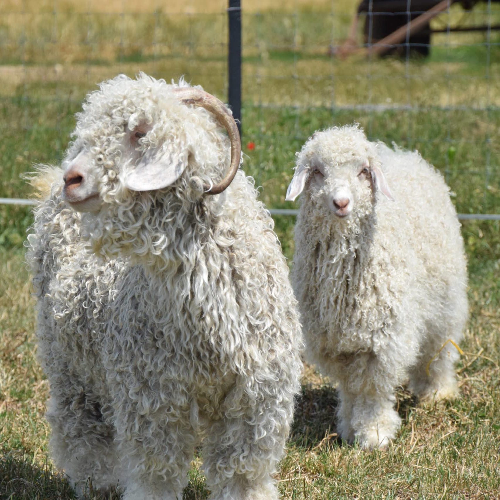 chèvre angora