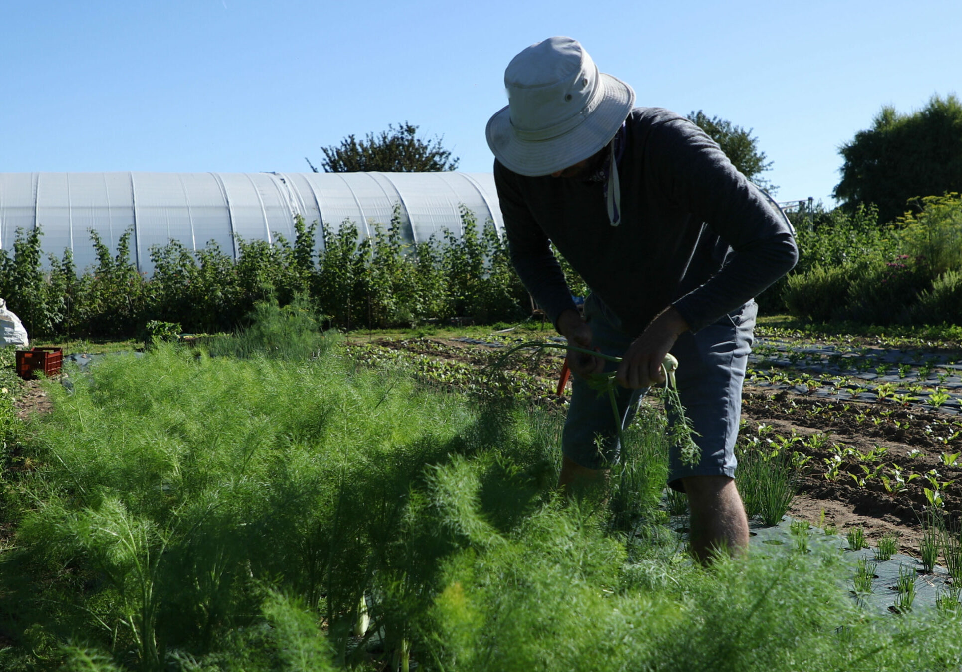 producteur de légume