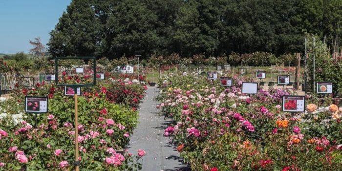 La pépinière Roses Anciennes André Eve