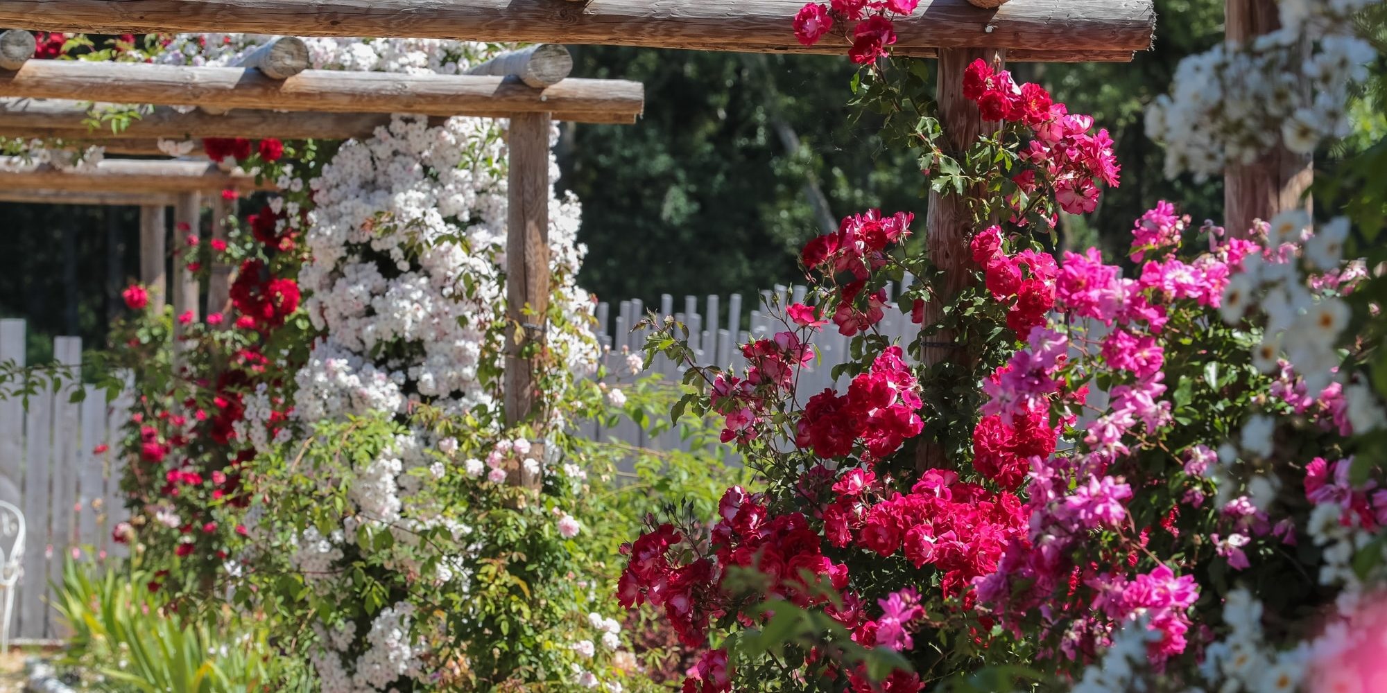 roses anciennes andre eve