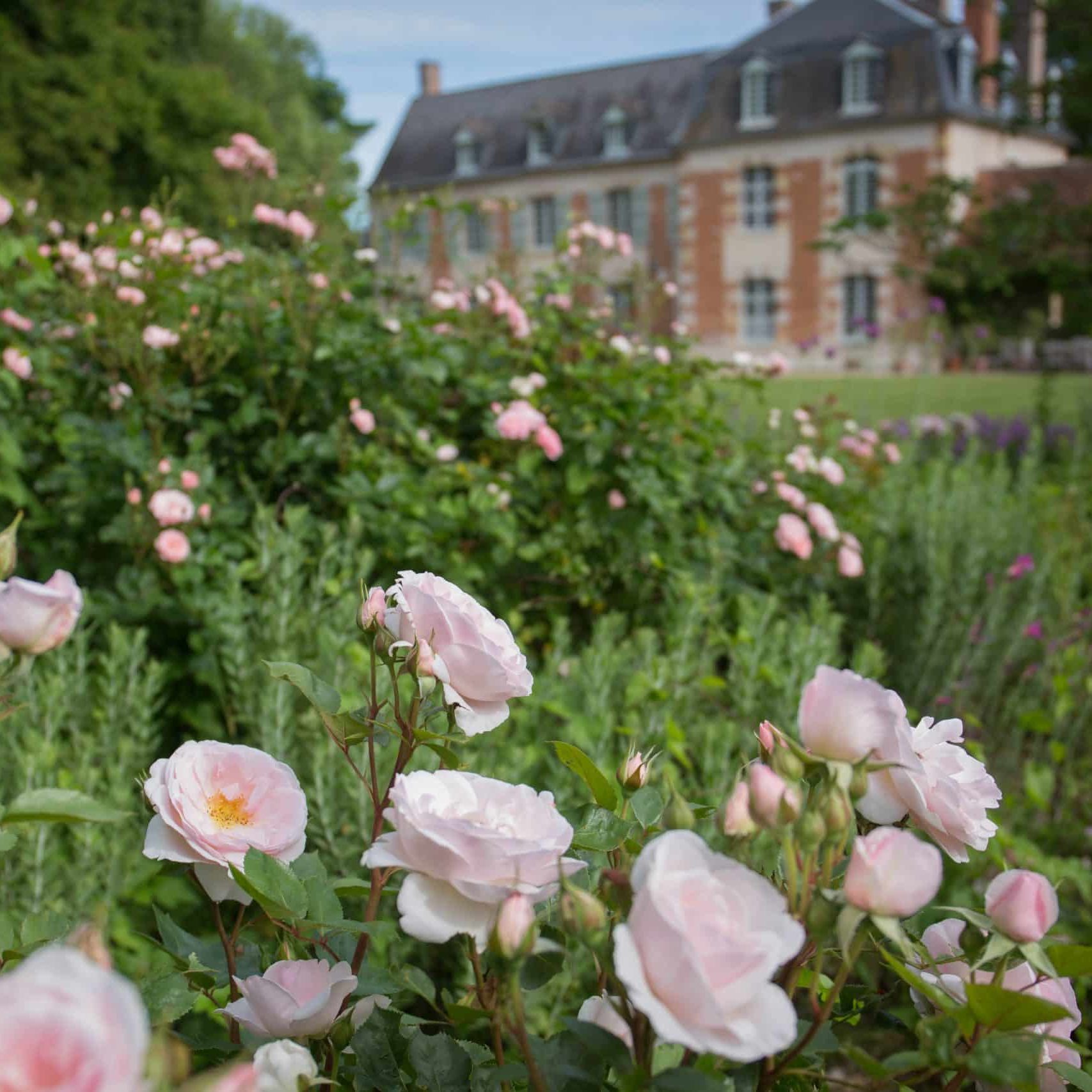 roses à la javelière