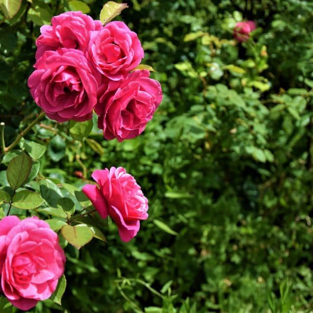 roses