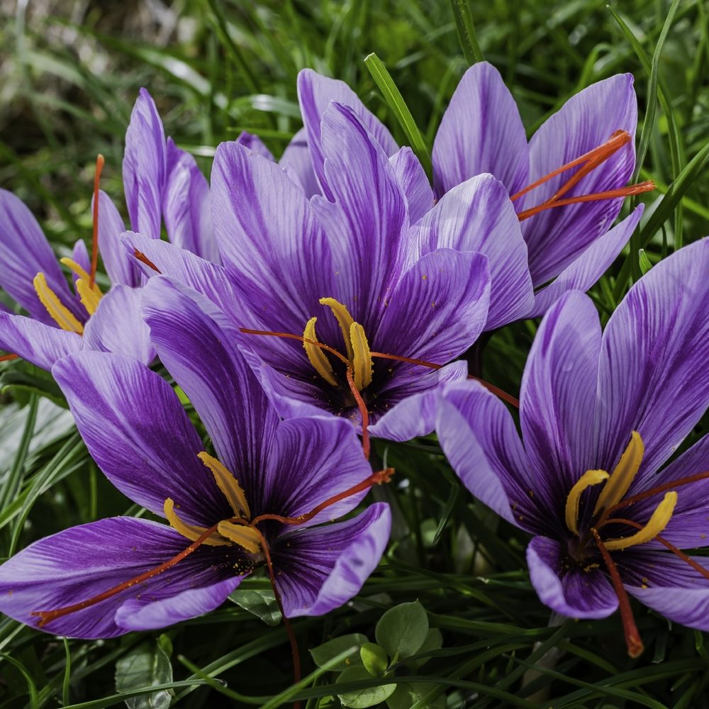 fleurs de safran