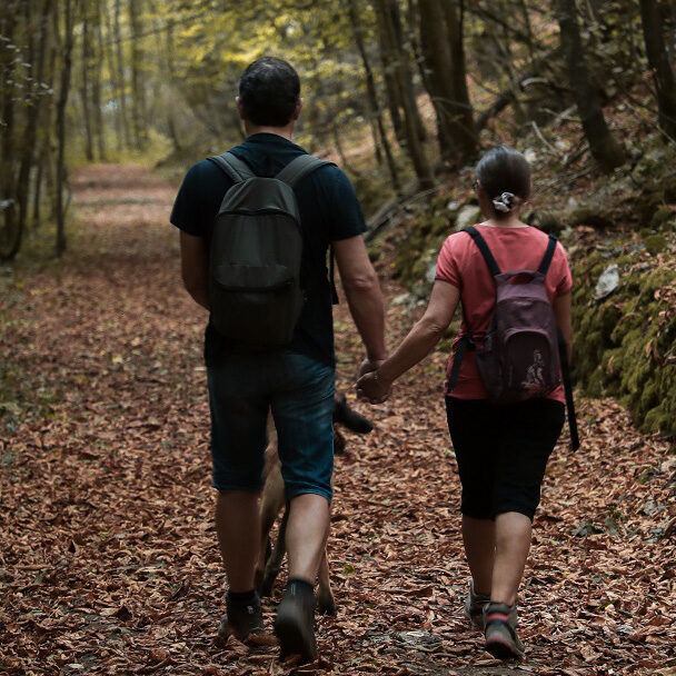 promenade dans les bois