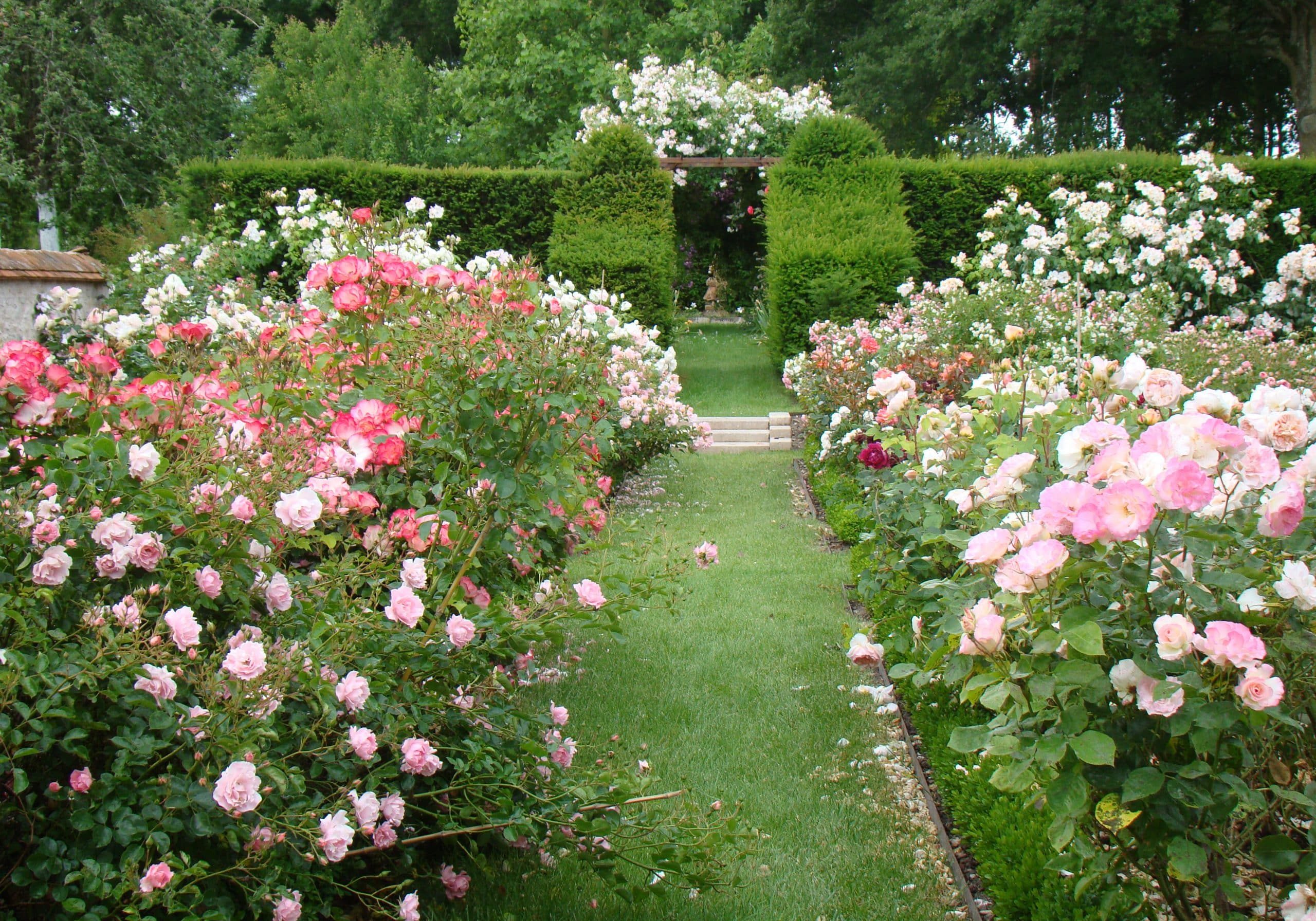 roses à la javeliere roses à la javeliere